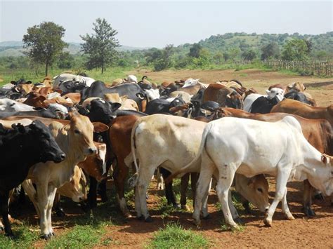 Cattle Ranching As A System Free Zimsec And Cambridge Revision Notes
