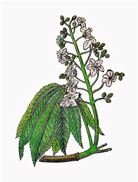 Antique Images Free Botanical Clip Art 3 Vintage Herb