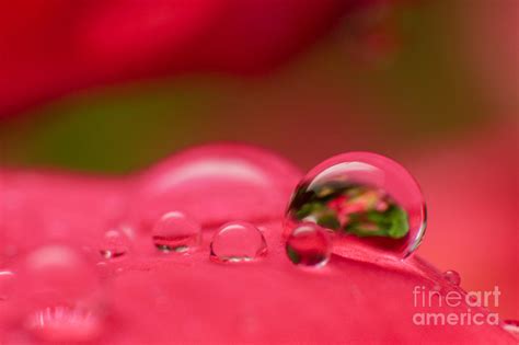 Rainy Drops On Pink Petals Photograph By Brian Patamakanthin Pixels