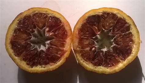 Oranger Citrus Sinensis Moro Sylvestre Agrumes