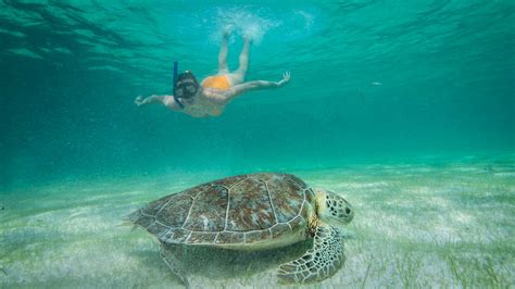 Grand Palladium Riviera Maya Swimming With The Turtles In Akumal
