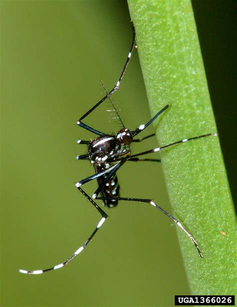 Asian Tiger Mosquito Aedes Albopictus Diptera Culicidae 1366026