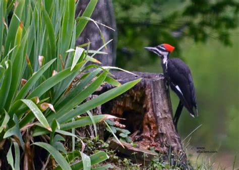 See full list on nps.gov Pileated Woodpecker, female | BirdForum