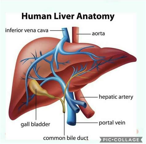 Pin By Lulalu7984 On Anatomiediseases Human Liver Anatomy Liver