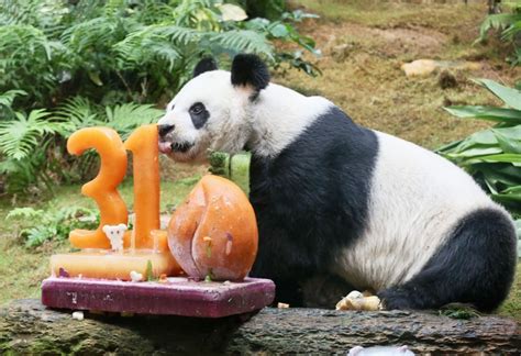 Worlds Oldest Male Giant Panda Celebrates 31st Birthday In Hk