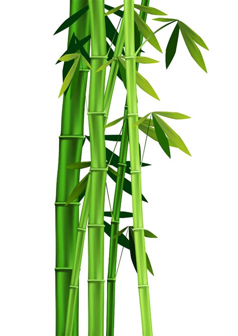 Bamboo Clip art - Bamboo leaves png download - 709*1000 - Free Transparent Bamboo png Download ...