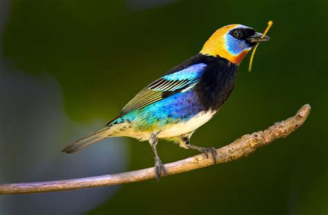 The Golden Hooded Tanager Tangara Larvata Is A Medium Sized Passerine