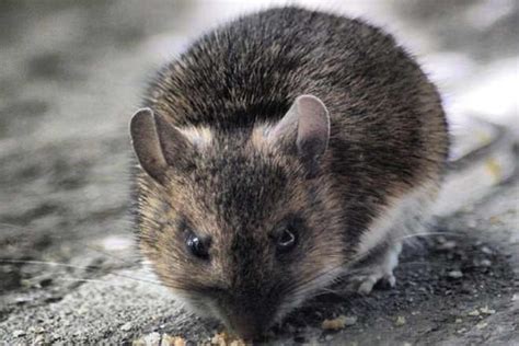 Your rodent control efforts will be most successful when you understand each of these pests fully. Mouse vs Rat - Difference and Comparison | Diffen