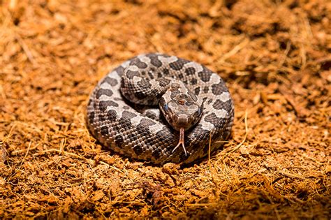 Newborn Rattlesnake