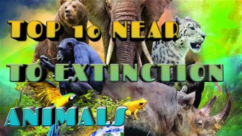 Top 10 Near To Extinction Animals Emantv Youtube