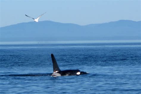 Surrounded By Killer Whales Whale Watching In Victoria British Columbia