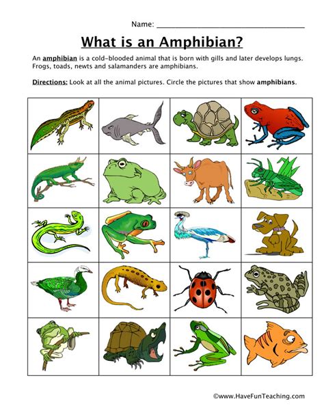 Amphibian Classification Worksheet Have Fun Teaching