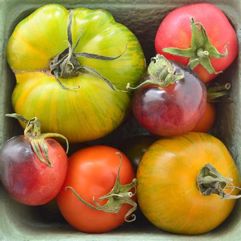 Best Heirloom Tomatoes Varieties Mother Earth News