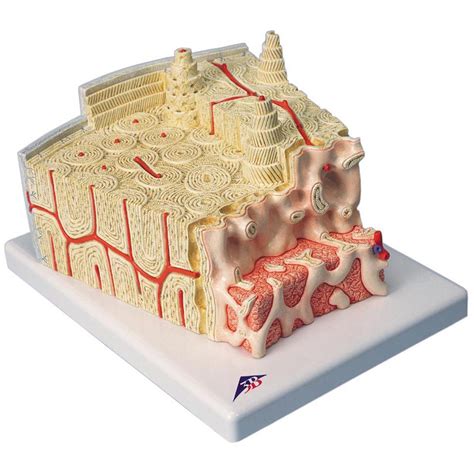 3b Scientific A79 Bone Structure Model Enlarged 80 Times