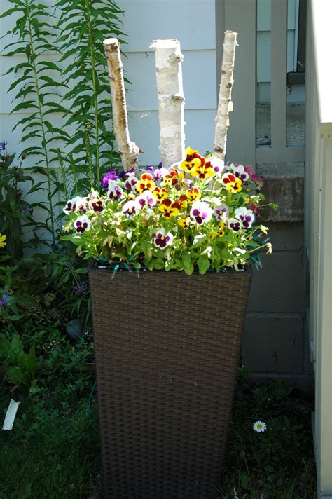 My Planter With Simple Birch And Icecicle Pansies Still Living I Have