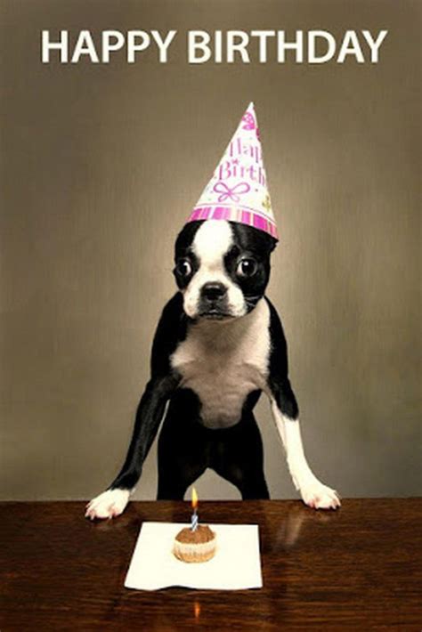 15 Happy Birthday Dogs Meme Pics Aesthetic
