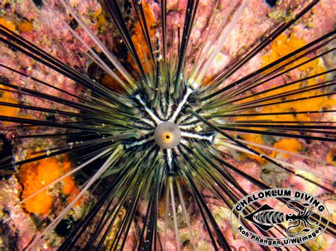 Diadem Sea Urchin Diadema Setosum Chaloklum Diving
