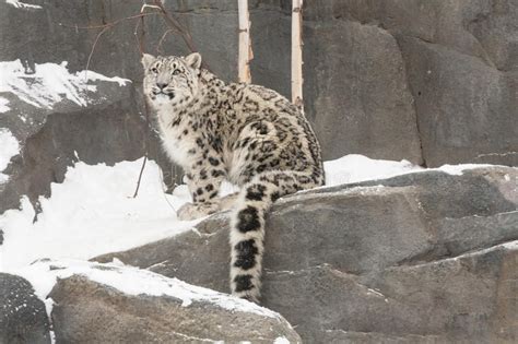 Snow Leopard Cub With Long Tail On Rocks With Snow Stock