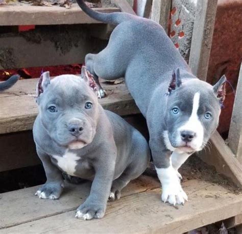 Two Blue Pitbull Puppies Sitting On Some Steps