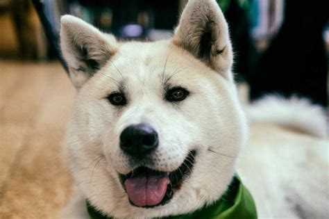 Kishu Ken Dog Breed Information 11 Things To Know Your Dog Advisor
