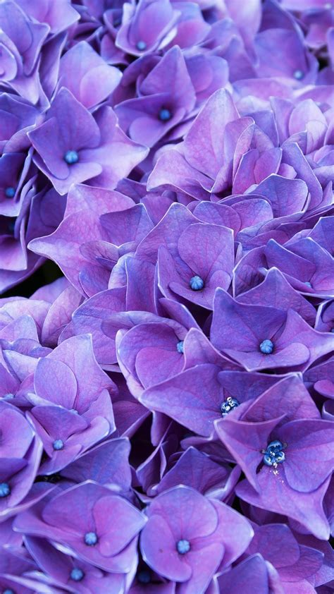 Violet Lilac Flowers 4k Wallpapers Hd Wallpapers Id 29068