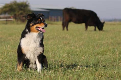 The farmer's dog is a fresh dog food company that believes dogs deserve a healthy diet just as much as people do. 50 Farmer and Farm Themed Dog Names | Our Fit Pets