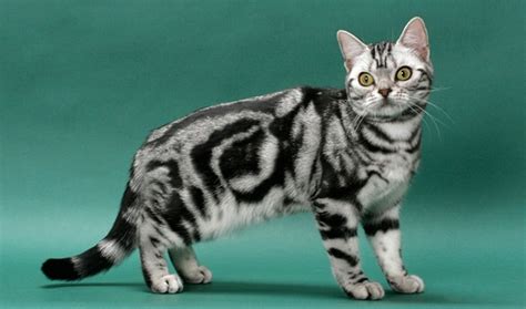 American Shorthair Сat Breed Information Photo Care History