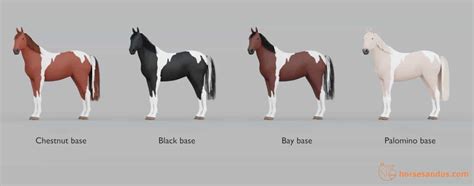 Pinto Vs Paint Horse Complete Guide Horses And Us