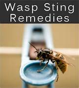 Home Remedies Wasp Bite