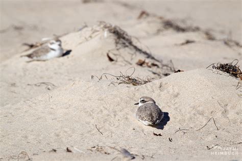 Banding Western Snowy Plovers May Bring Them Back From The Brink In