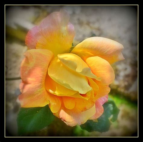 Rose De Mon Jardin Photo Et Image Fleurs Fleurs Nature Images