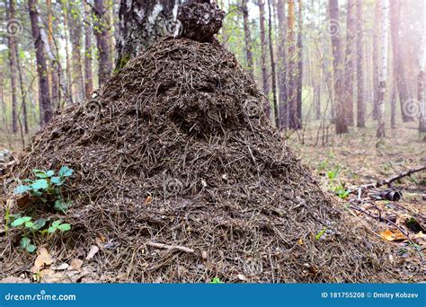 Formigueiro Na Floresta Feito Por Formigas Vermelhas Da Floresta Foto De Stock Imagem De
