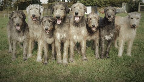 Irish Wolfhounds For Beginners Austonley Irish Wolfhounds 5a6