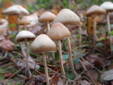 Maybe you would like to learn more about one of these? What it's like to take magic mushrooms and what you need ...