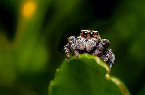 Facts About Jumping Spiders That Will Amaze You Brightly