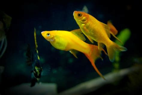 Fish Tank Marigold Swordtail And Gold Fish By Southerntabitha