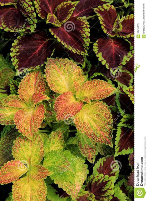 Lovely Coleus Plants In Garden Stock Image Image Of Planting