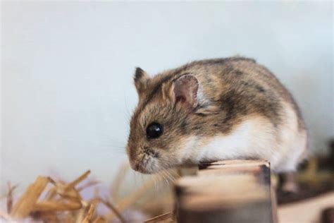 Information About Fancy Hamsters Hamster Care Guide