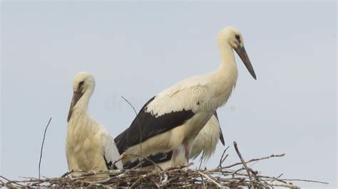 Migrating Birds And Storks Nests Nesting Stork Stock Photo Image Of