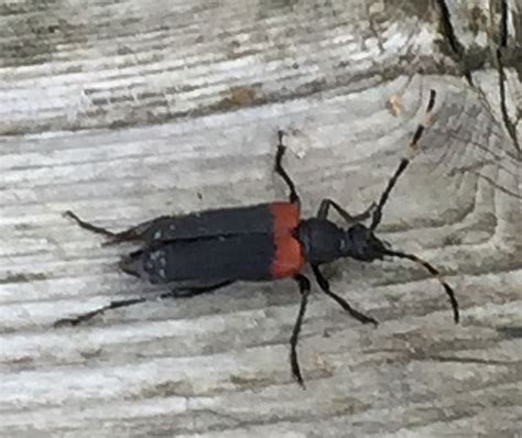 Maycintadamayantixibb Red And Black Beetle Alberta