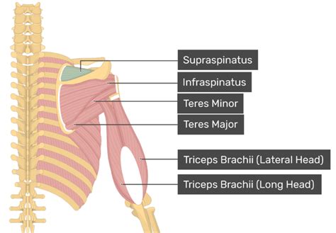 Supraspinatus Muscle Attachments Actions And Innervation Getbodysmart