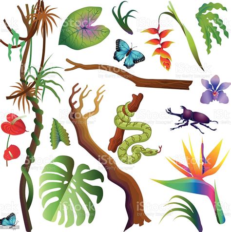 These rainforests receive a high volume of annual rainfall, and nearly every thus, plants growing here are adapted to the low light conditions, and the forest floor is relatively clear of vegetation. Various Tropical Amazon Rainforest Plants And Animals ...