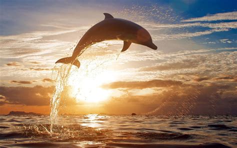 Dolphin Pictures Sunset
