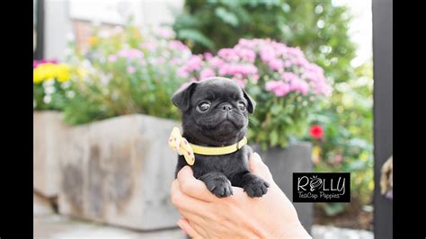 Black Pug Active Lil Girl D Fun To Watch Fiona Rolly