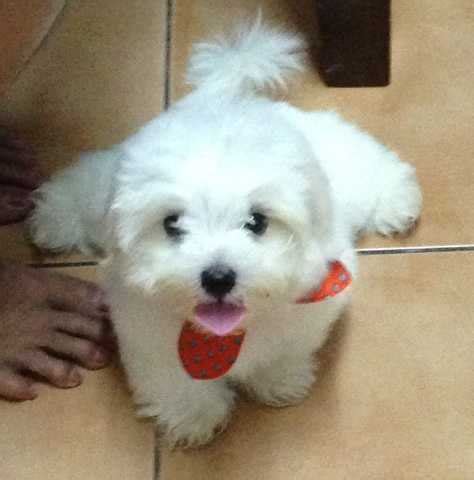 This breed puppies treat everyone as a friend. Maltese Puppies FOR SALE ADOPTION from Manila Metropolitan ...