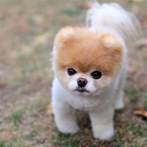 Cute Boo Puppy Find More World