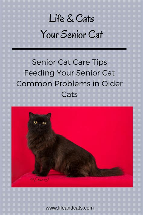 Senior Cat Care Tips Feeding Your Senior Cat Common Problems In Older