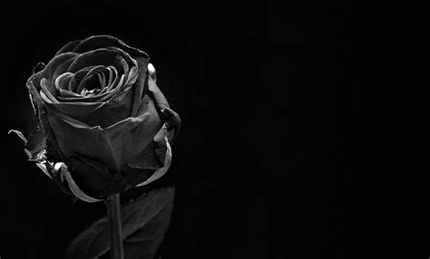 Hd Wallpaper Black Rose Rose Bloom Flower Blossom Close Black
