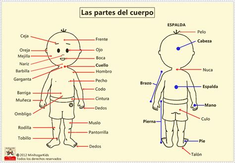 El Cuerpo Humano Y Sus Partes En Inglés Y Español Imagui