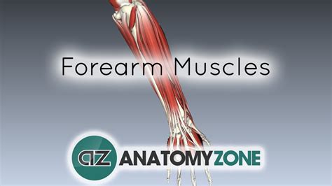 Although the majority of the muscle mass is located anteriorly to the humerus it has. Forearm Muscles Part 1 - Anterior (Flexor) Compartment ...